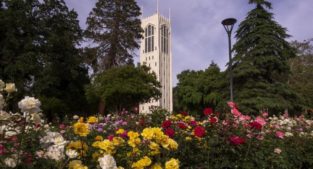 View of Burns Tower from the rose garden